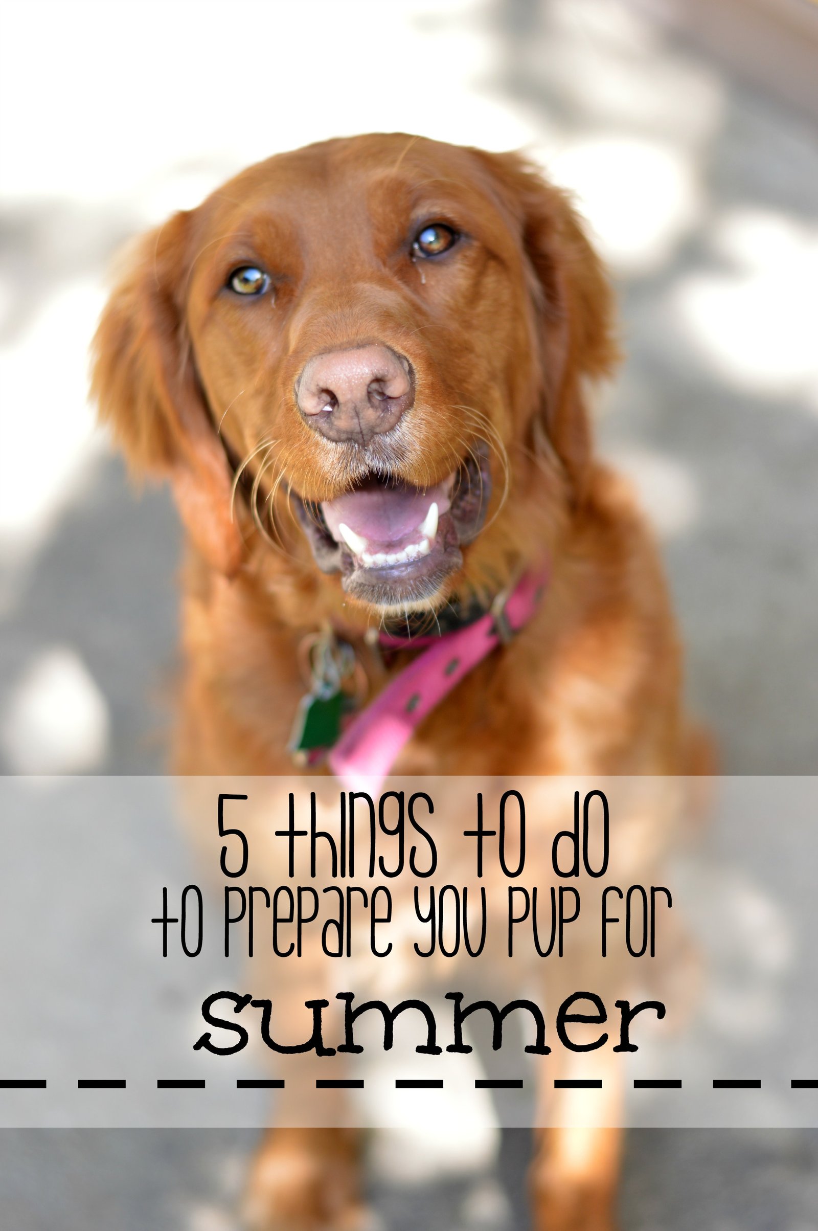 5 things to do to prepare your pup for summer! Be sure your dog is being checked for ticks, on heartworm meds and having the pads on their paws checked! // Life with Rosie