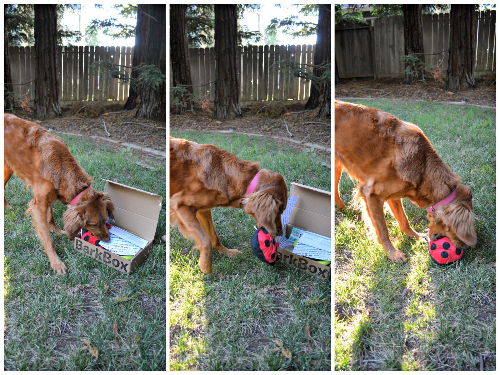 Silly Bum toy from Barkbox. A toy with junk in the trunk that crinkles and squeaks! Rosie is in love with this toy and I can't recommend it enough // Life with Rosie