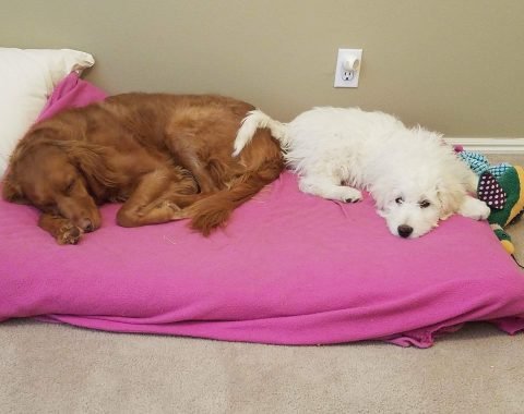 5 Must-Have Items for your New Puppy featuring The Naked Dog Box // Hey There, Chelsie