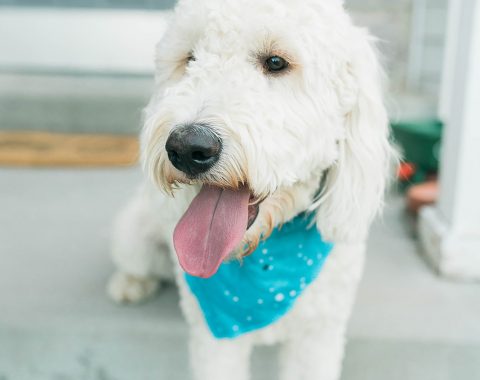 How my Dog Helped me Heal from Miscarriage = Just Right by Purina Review // Hey There, Chelsie - a Utah Lifestyle Blog