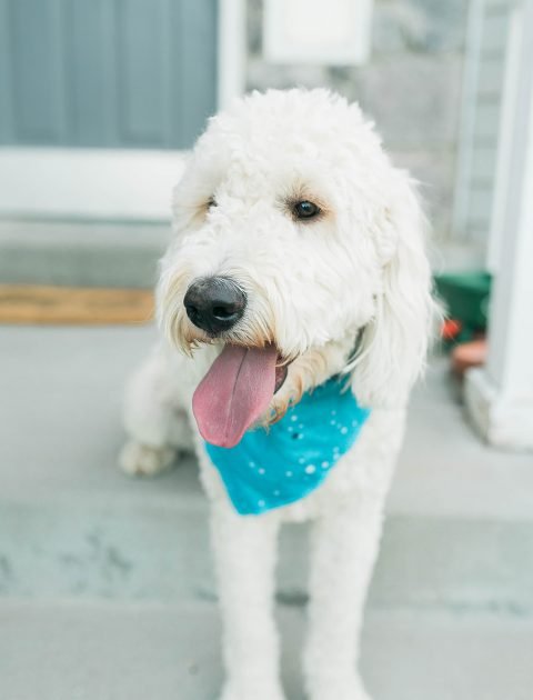 How my Dog Helped me Heal from Miscarriage = Just Right by Purina Review // Hey There, Chelsie - a Utah Lifestyle Blog