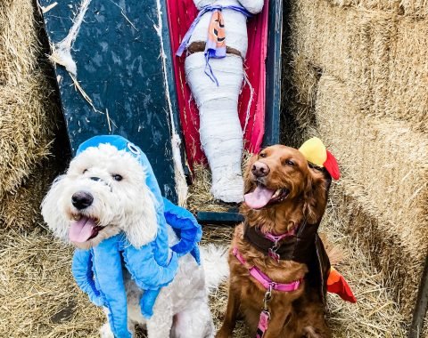 5 Ways to Prepare you Dog for Winter // Getting your dogs for winter is so important - here are 5 ways to prepare them for cold weather and the holidays!