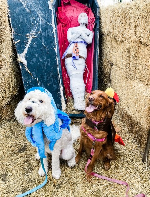 5 Ways to Prepare you Dog for Winter // Getting your dogs for winter is so important - here are 5 ways to prepare them for cold weather and the holidays!