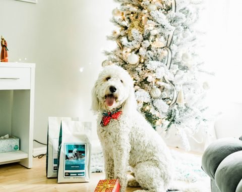 Giving Tuesday with Just Right by Purina // Hey There, Chelsie