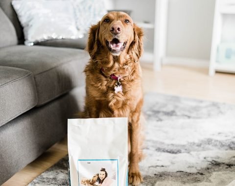 Just Right by Purina Year Review // Hey There, Chelsie