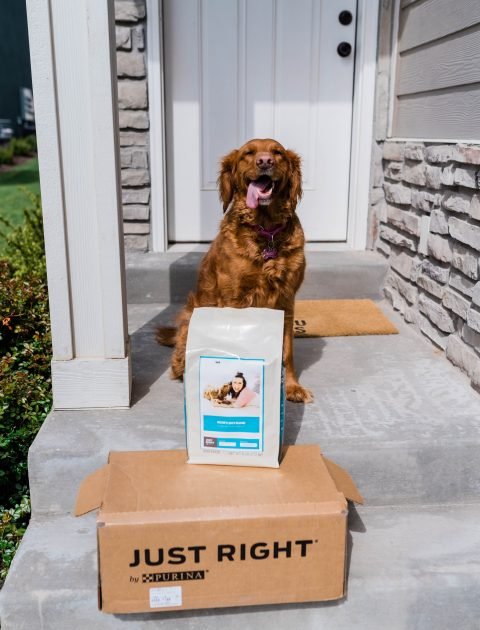 Why Personalized Dog Food Matters // Hey There, Chelsie