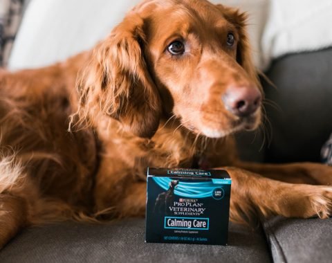 How to Help An Anxious Dog featuring Calming Care by Purina ProPlan// Hey There, Chelsie