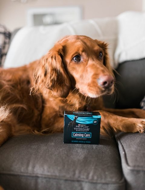 How to Help An Anxious Dog featuring Calming Care by Purina ProPlan// Hey There, Chelsie