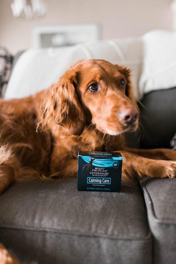 How to Help An Anxious Dog featuring Calming Care by Purina ProPlan// Hey There, Chelsie