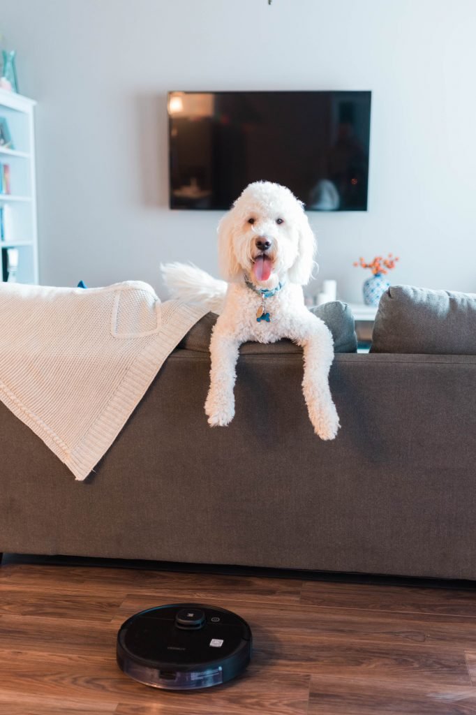 The Must-Have Vacuum for dog owners: the ecovac DEEBOT OZMO 950 